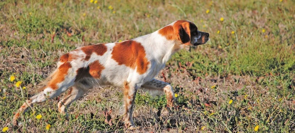 Centre Canin / félin du Pilier des Masques - Gard pet otel