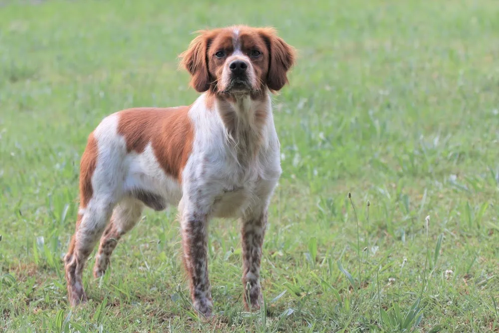 Centre Canin / félin du Pilier des Masques - Gard pet otel görseli 3