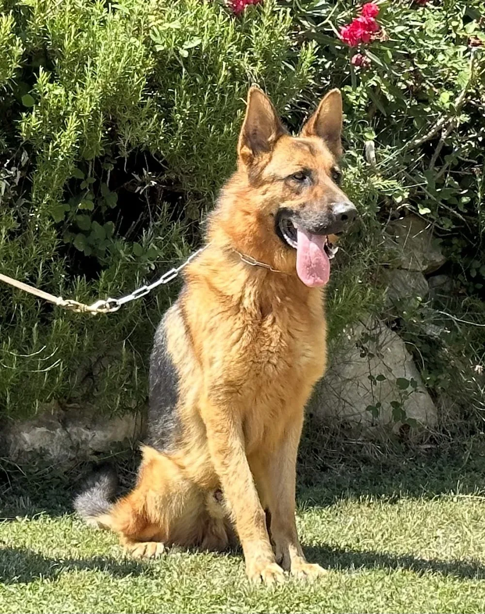 Centre Canin La Gaïdocienne - Gard pet otel