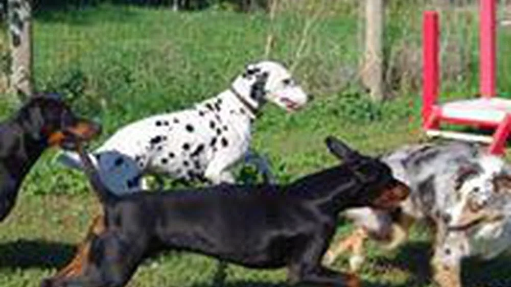 Centre Canin La Grignande - Gard pet otel