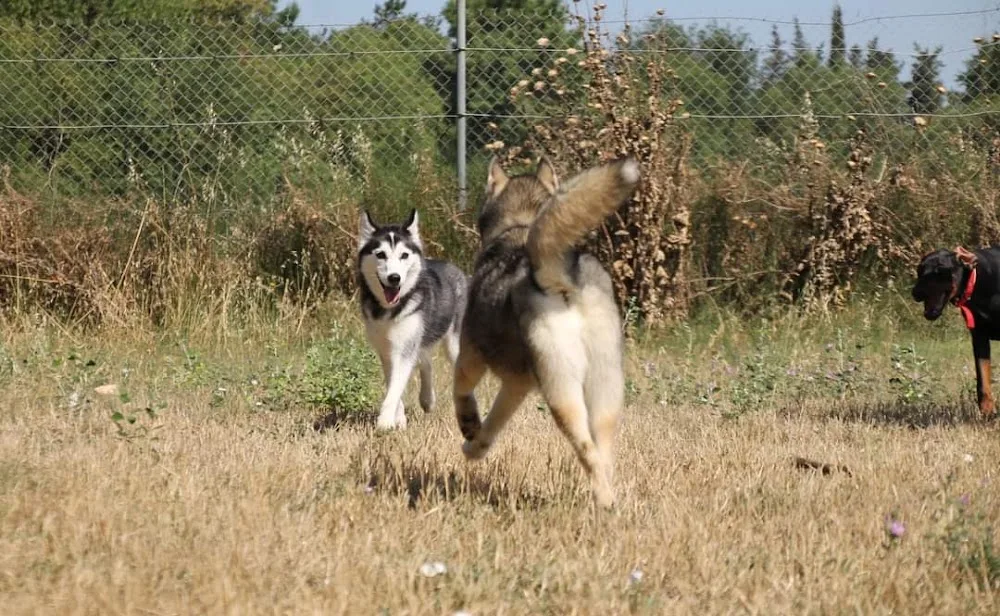 Centre Canin La Grignande - Gard pet otel görseli 3