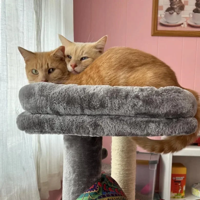 Garderie pour Chats - Gard pet otel görseli 3