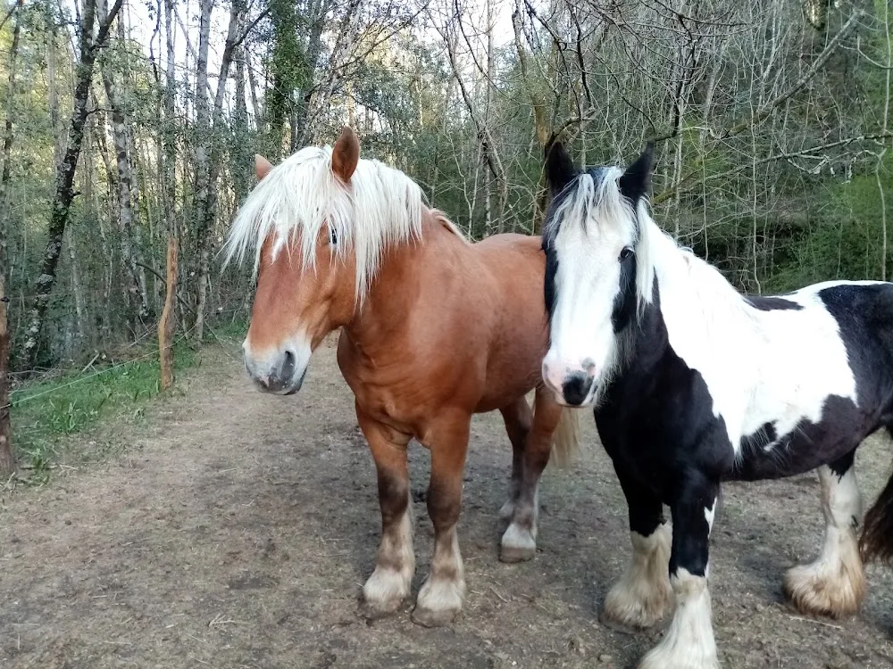 Gardiennage Cévennes - Visites à votre domicile tous types d'animaux (pas de pension sur place!) - Gard pet otel