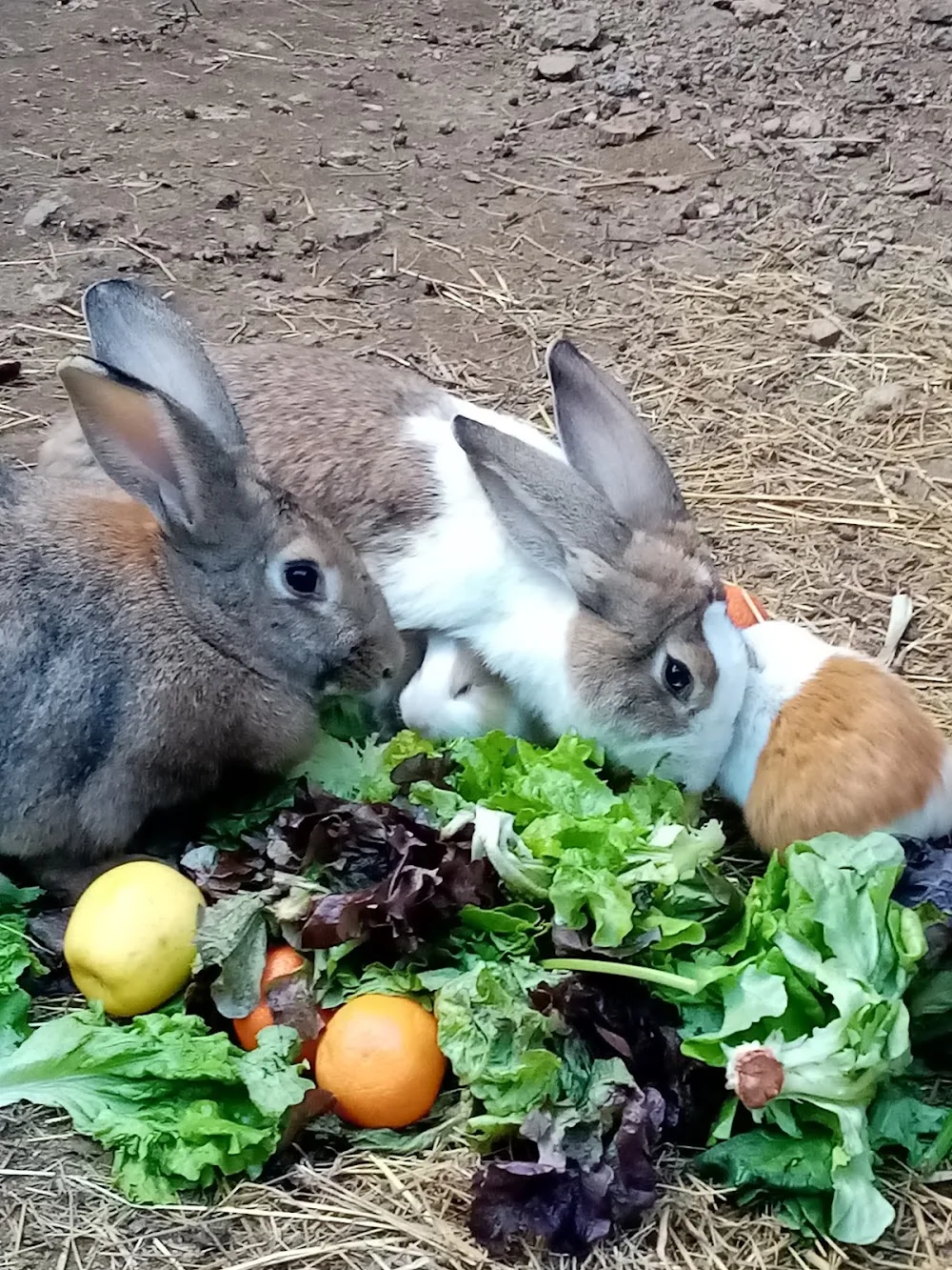 Gardiennage Cévennes - Visites à votre domicile tous types d'animaux (pas de pension sur place!) - Gard pet otel görseli 3