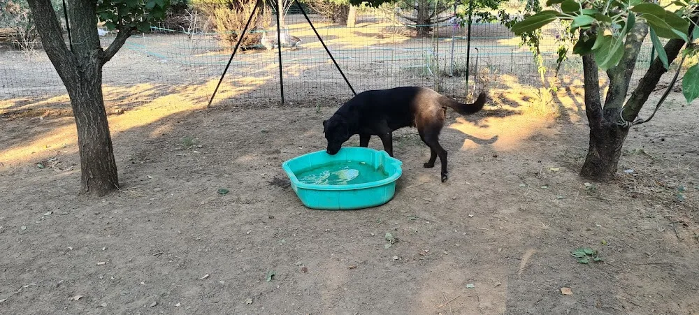 Le Domaine d'Utah - Gard pet otel görseli 3