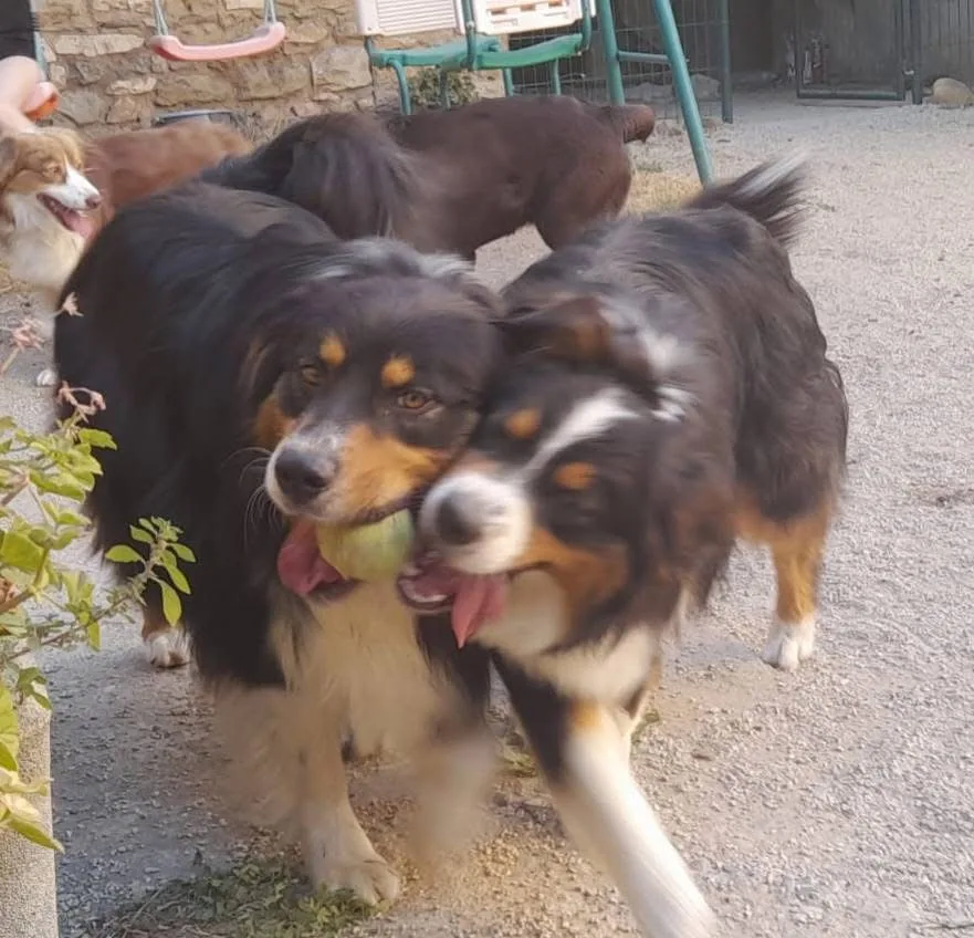 Les Pattounes en éventail - Gard pet otel görseli 3