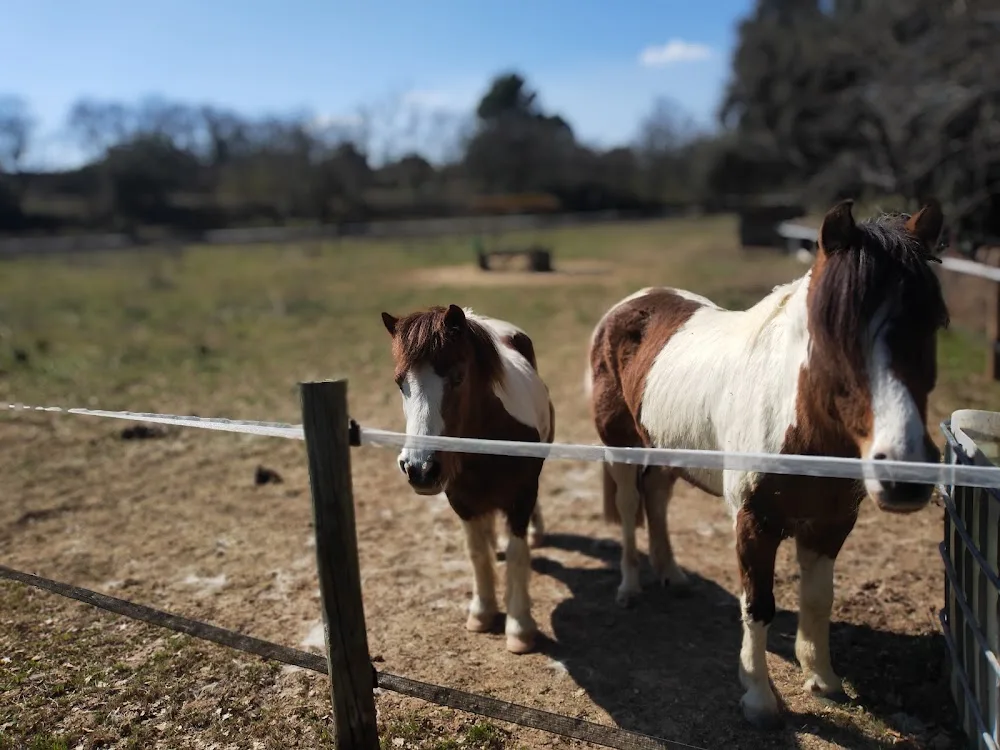 PENSION CHIENS/CHEVAUX DE LA MATTE - Gard pet otel