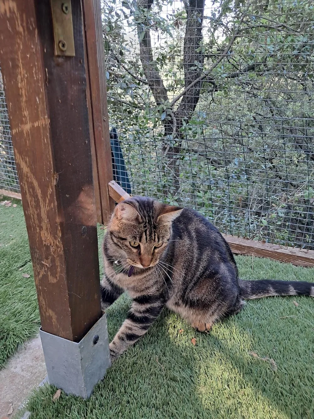 Pension Les Matous Zen | Pension pour chat Alès (30) - Gard pet otel görseli 2