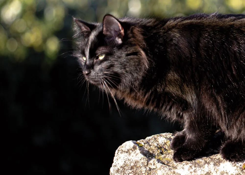 Pension Patoone, pension pour chat - Gard pet otel görseli 2
