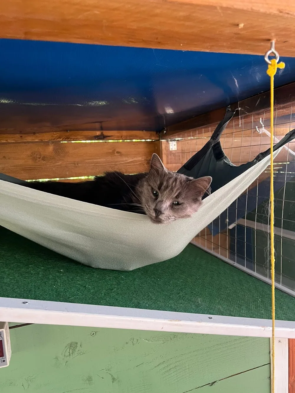 Pension Patoone, pension pour chat - Gard pet otel görseli 3