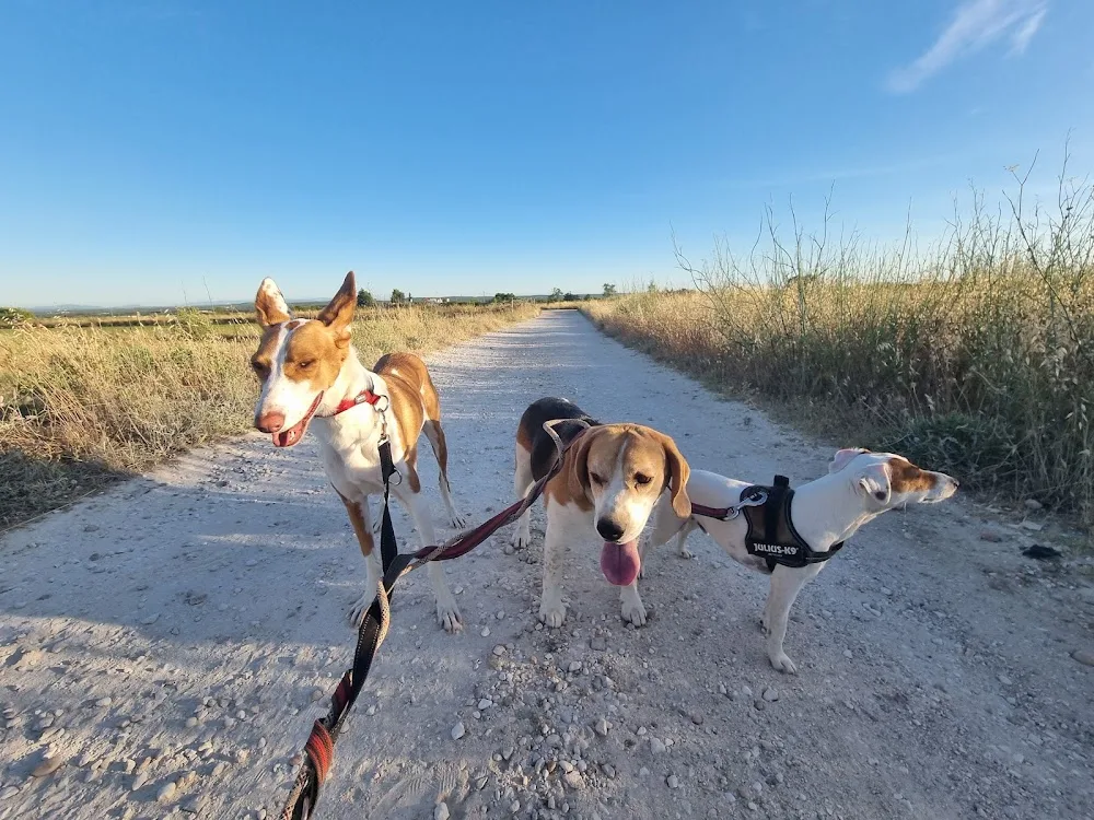 Pet-sitter La Maison De Velours pet - Gard pet otel