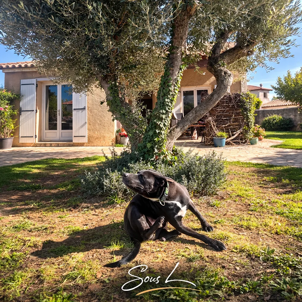 Sous l'olivier Petsitter Lansargues - Gard pet otel