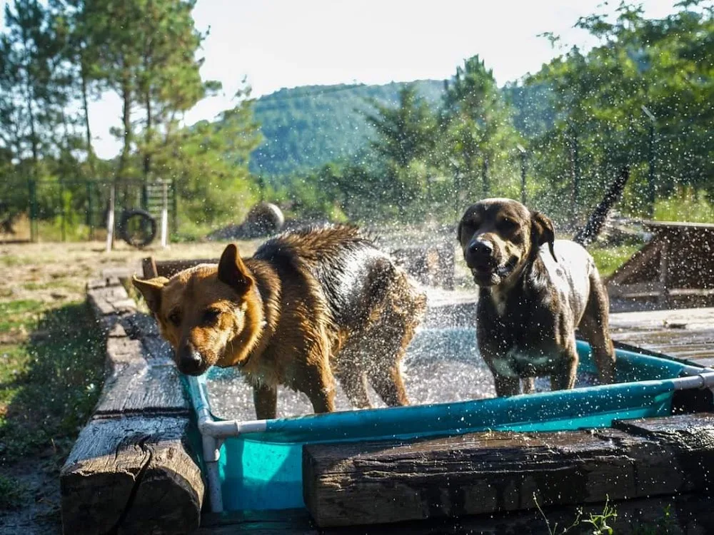 Village Canin des Cévennes - Gard pet otel görseli 6