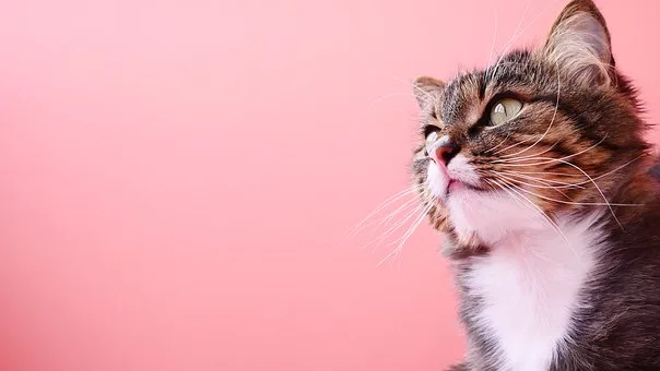 Au bonheur des chats - Gastes pet otel görseli 2