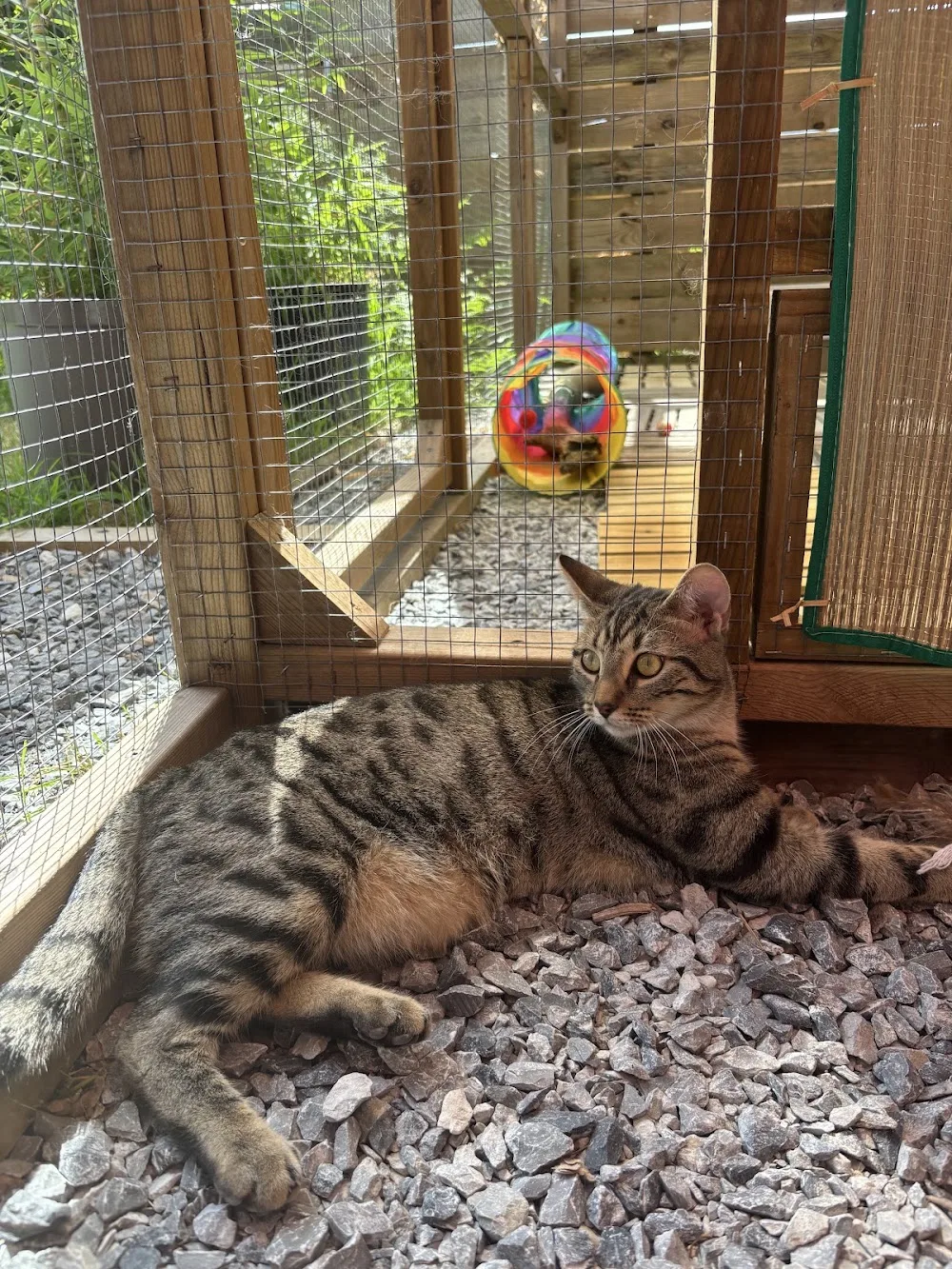 Au bonheur des chats - Gastes pet otel görseli 3