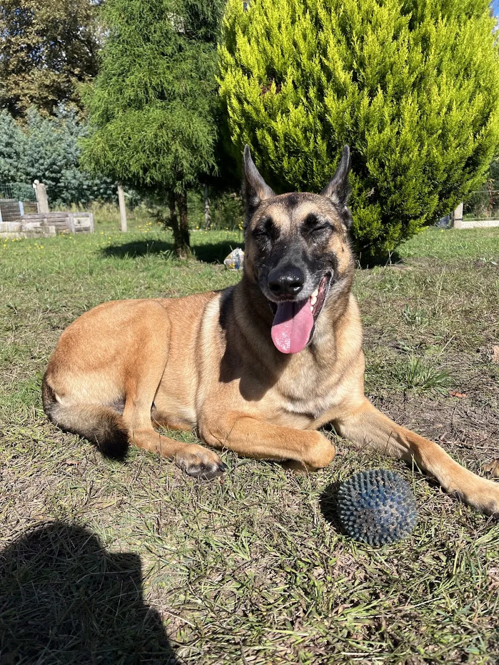 Cyn'éthique- Educateur canin, pension canine - Gastes pet otel