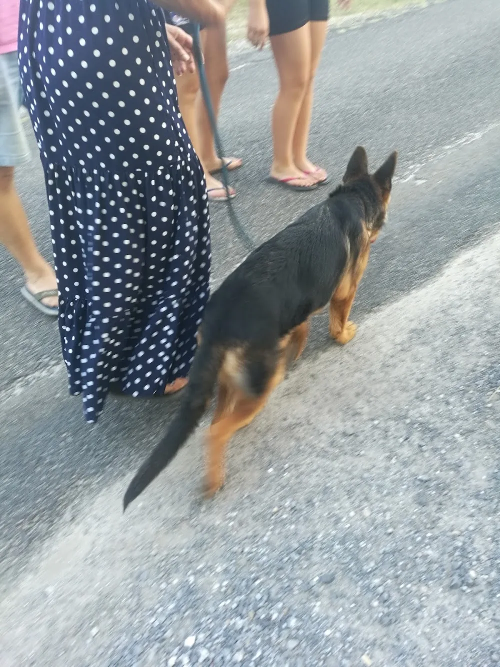 Cyn'éthique- Educateur canin, pension canine - Gastes pet otel görseli 3