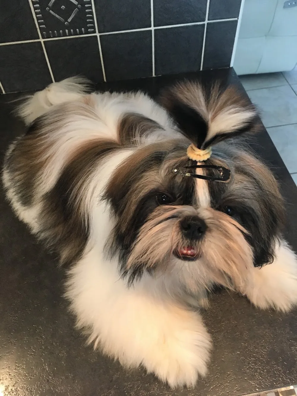 Debo canin - Gastes pet otel