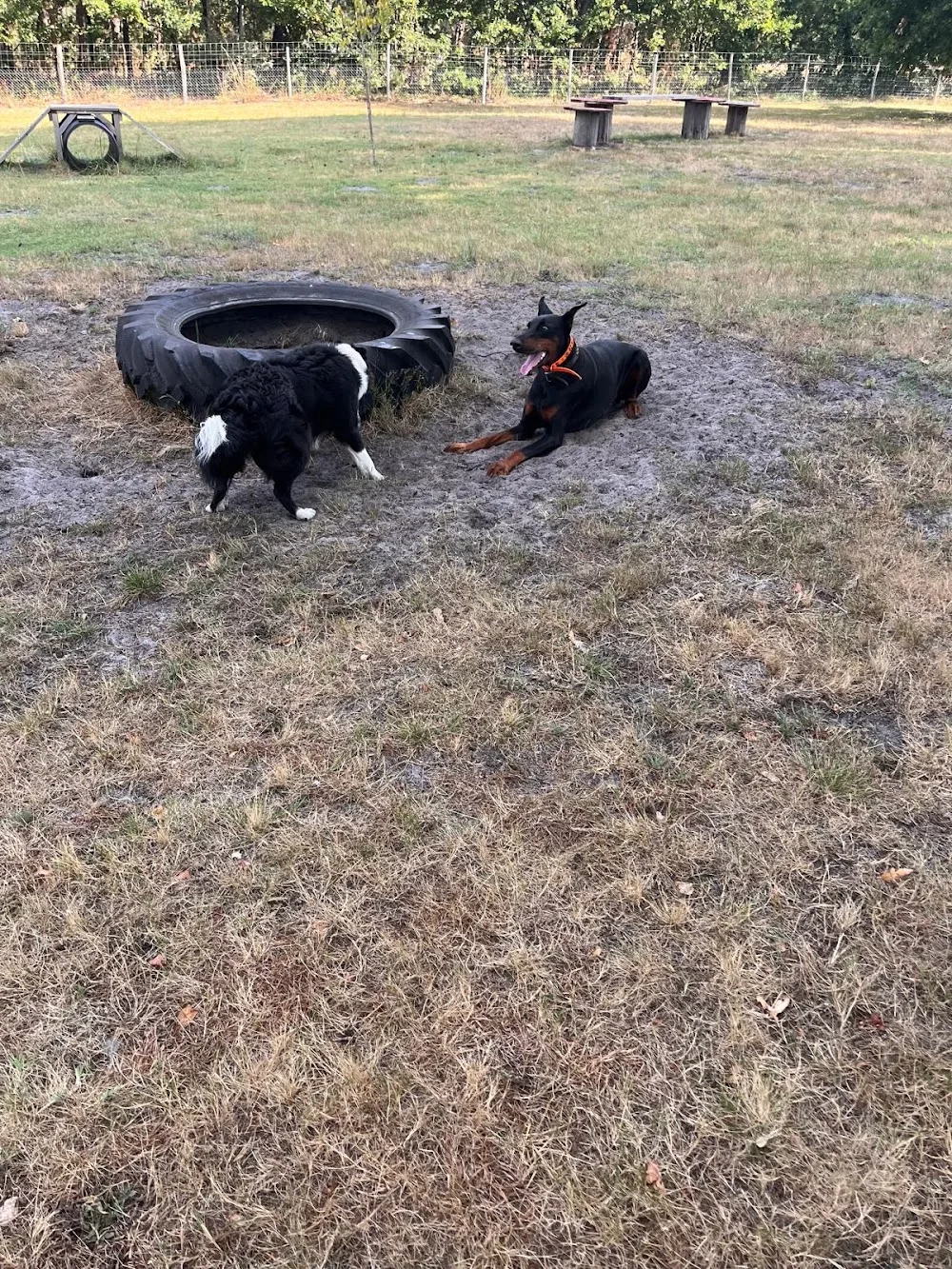 Elevage Beagle Pension Canine des Terres de Jossaume - Gastes pet otel görseli 3