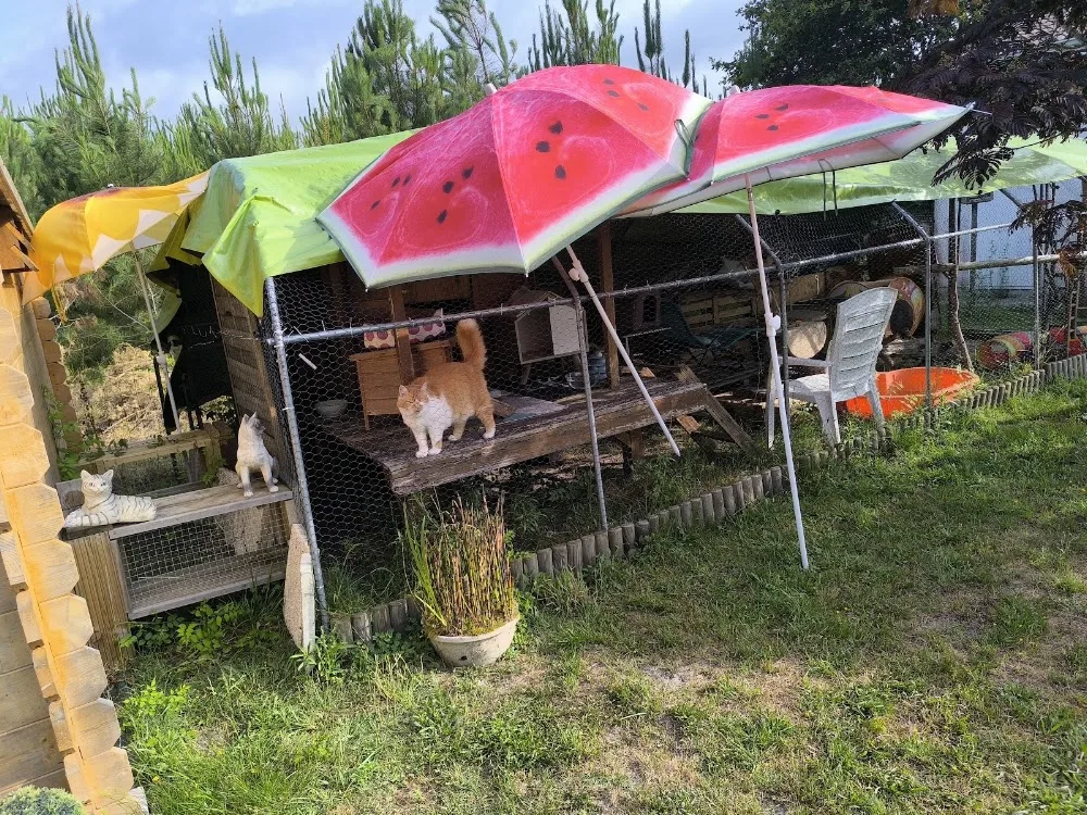 Ici C'est Entre Chats - Gastes pet otel görseli 2