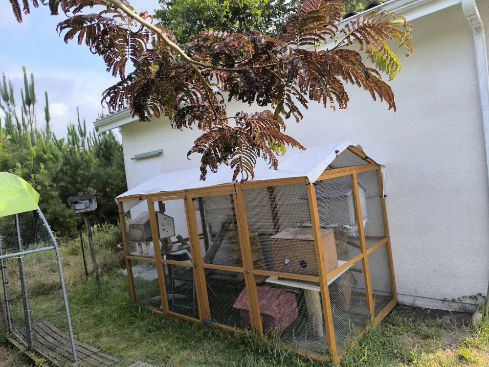 Ici C'est Entre Chats - Gastes pet otel görseli 3