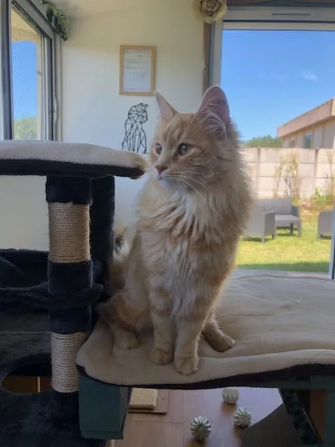 LaPatoune33 - Pension pour chats et comportementaliste félin - Gastes pet otel görseli 3