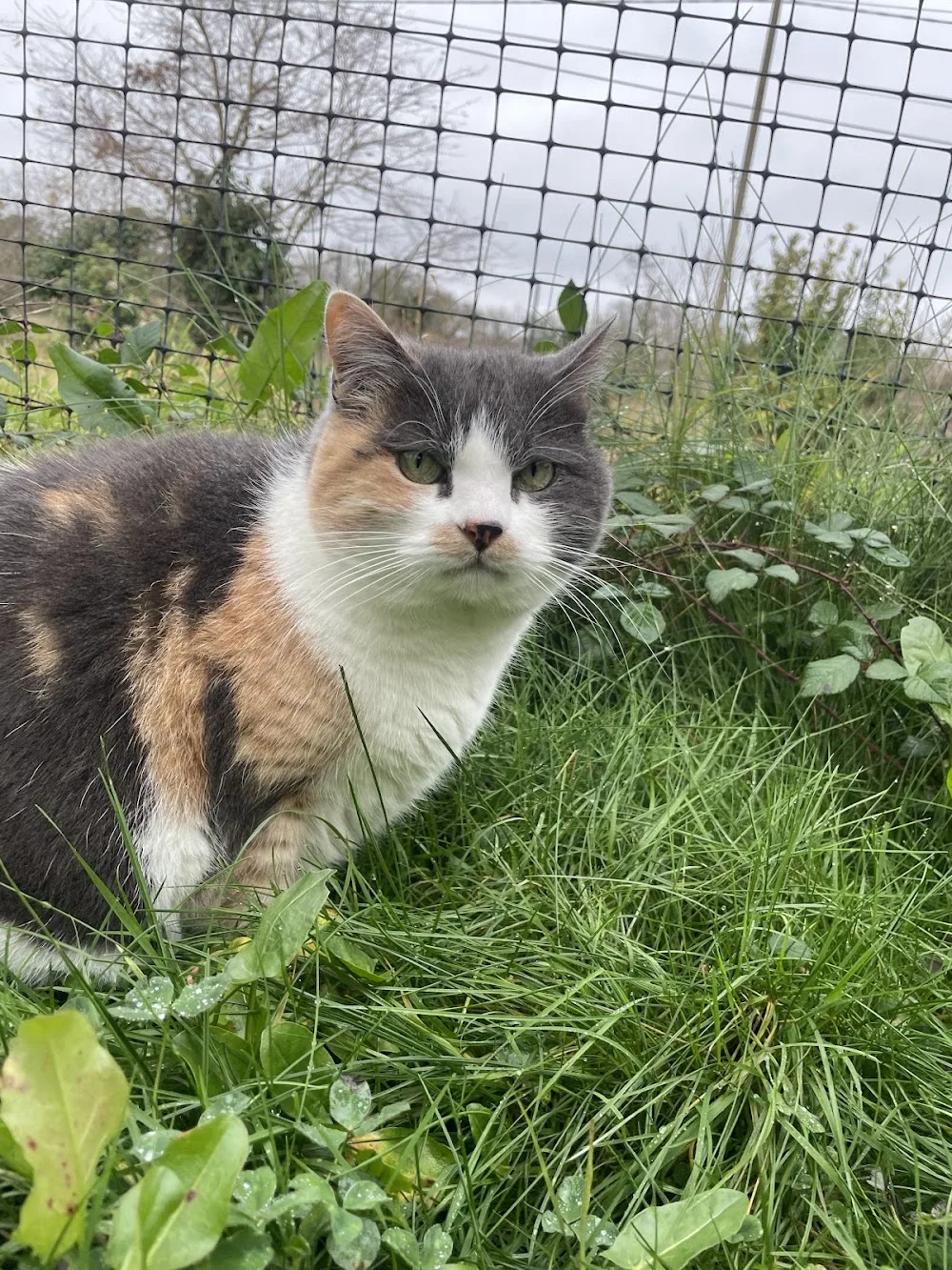 Le Felinx - Gastes pet otel görseli 3
