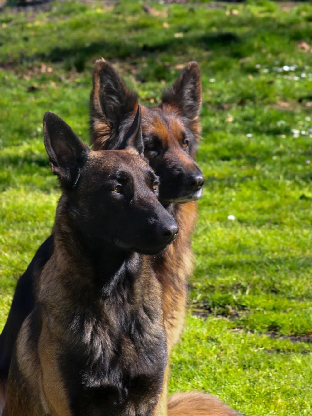 Les Compagnons de Callen (pension canine et féline, éducation) - Gastes pet otel görseli 3