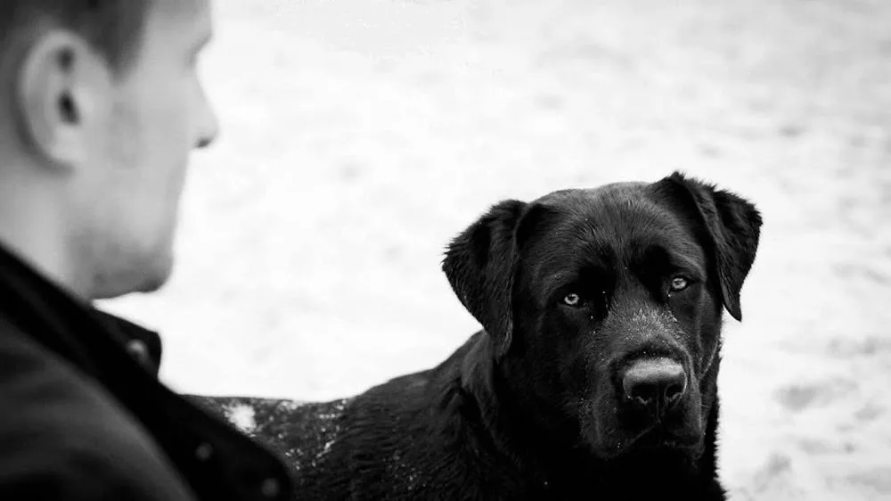L'HARMONIE CANINE - Gastes pet otel