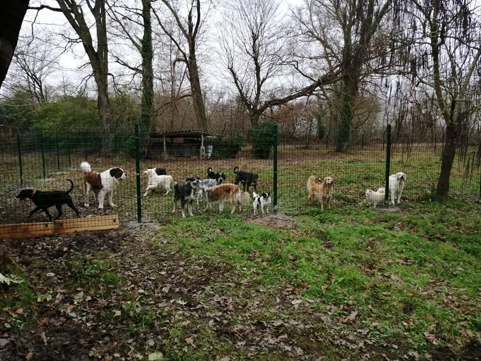 L'HARMONIE CANINE - Gastes pet otel görseli 3