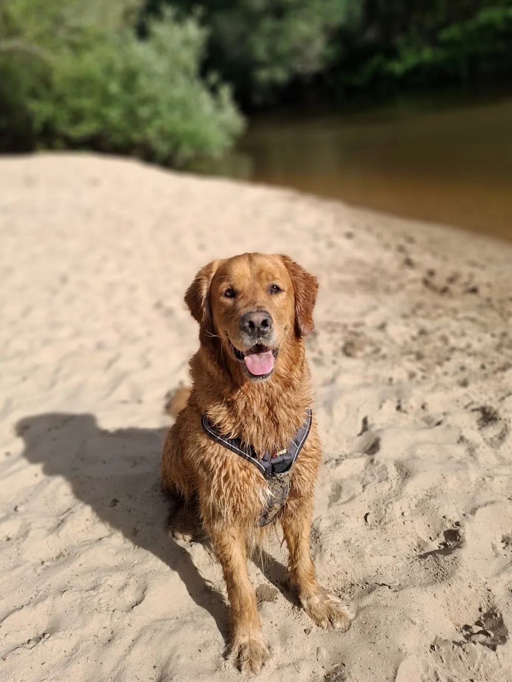 Pension Canine - DES ALTEN DE LA BURGERIE - Gastes pet otel görseli 3