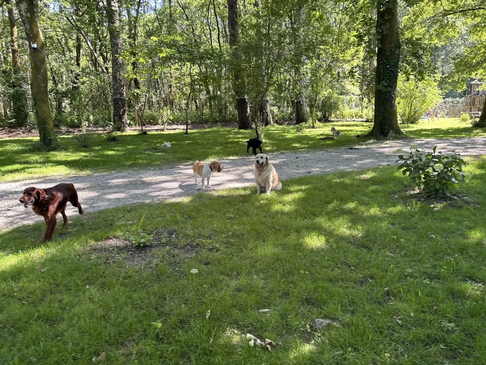 PENSION CANINE DES BOIS DE SAINT GE - Gastes pet otel görseli 2