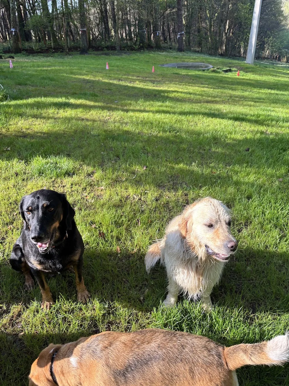 PENSION CANINE DES BOIS DE SAINT GE - Gastes pet otel görseli 3