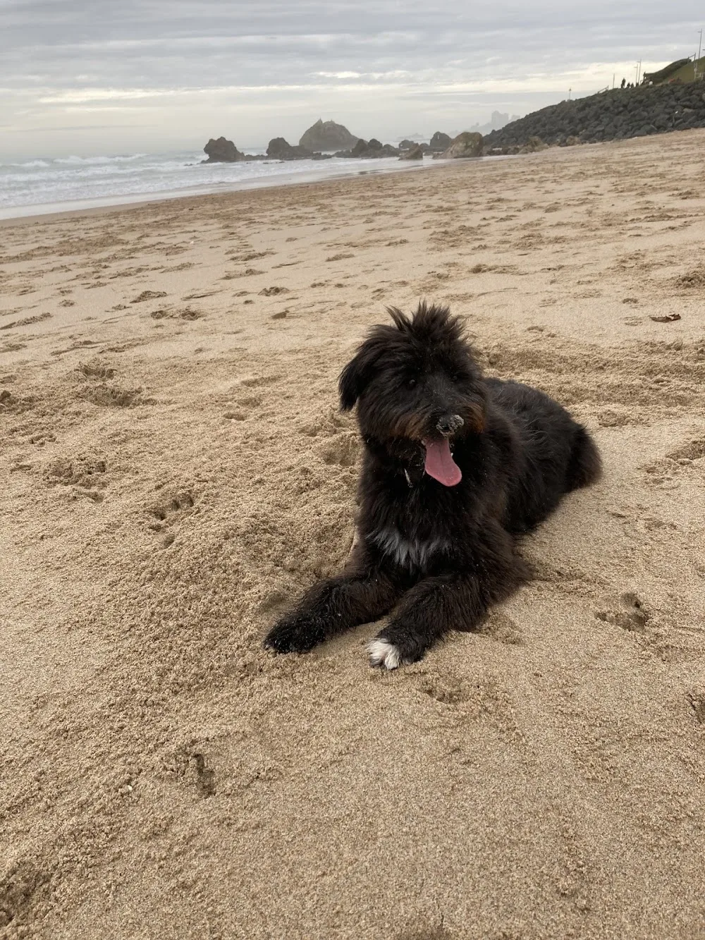 Pension Canine & Féline Escarrebousse - Gastes pet otel görseli 2