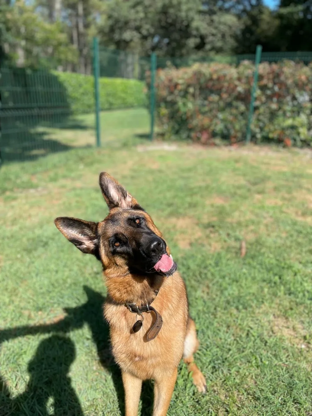 Pension Canine & Féline Escarrebousse - Gastes pet otel görseli 3