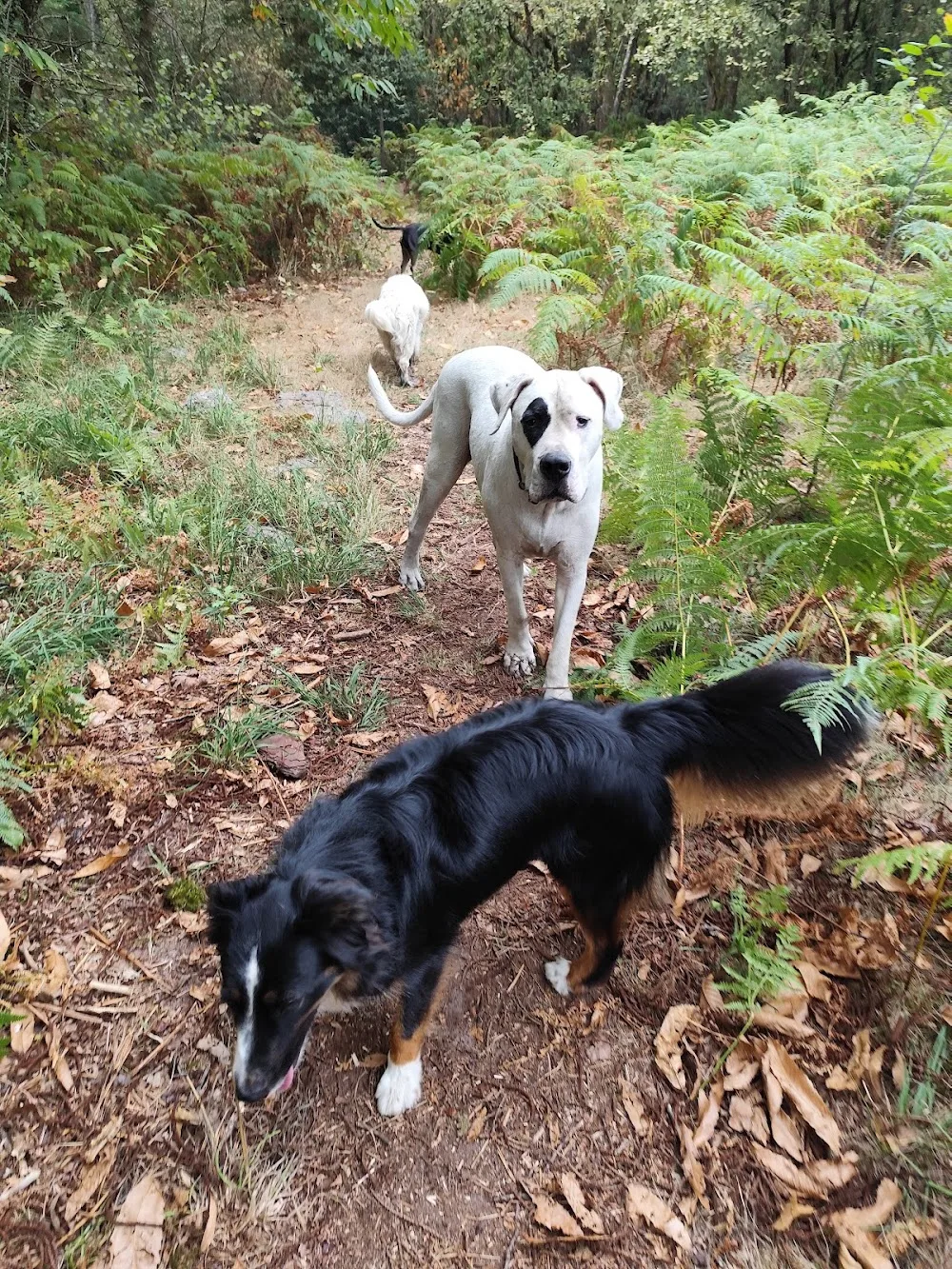 Pension canine Loulous Landes - Gastes pet otel görseli 2
