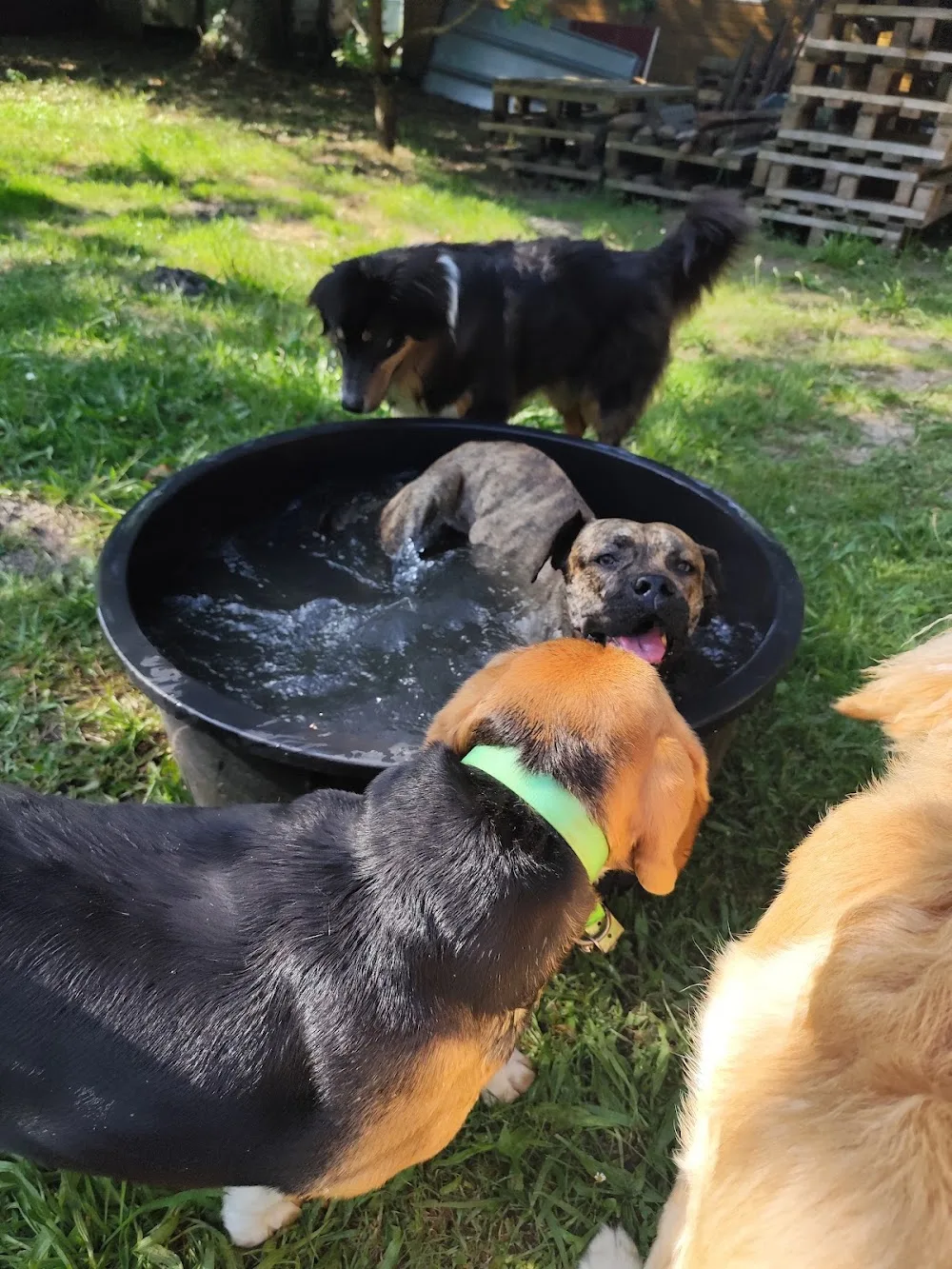 Pension canine Loulous Landes - Gastes pet otel görseli 3