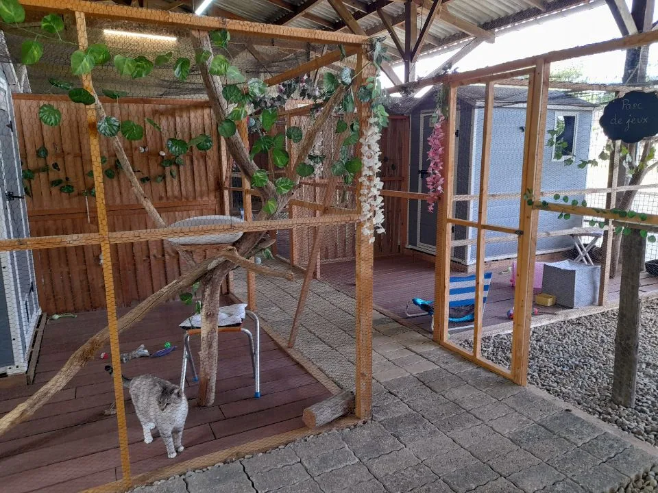 Pension féline LES PETITS PRINCES - Gastes pet otel