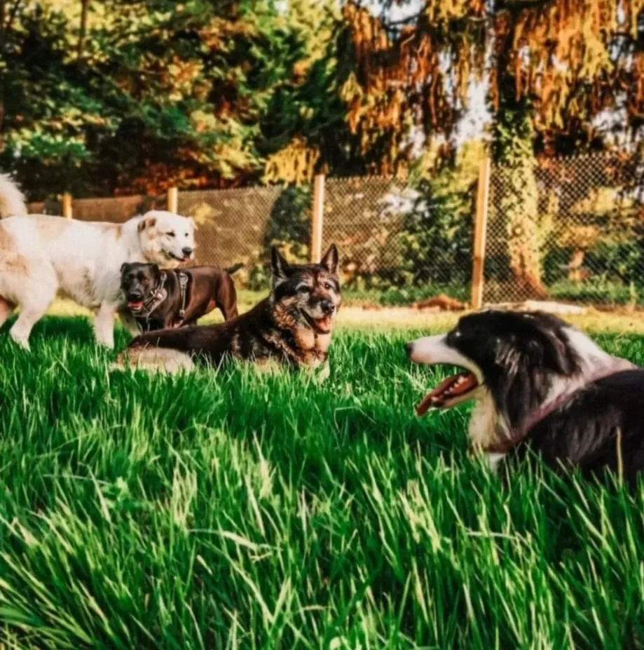 Sky Land's Ranch Canin - Pension Canine et Visites à domicile - Gastes pet otel