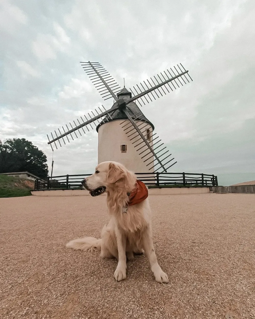 Sky Land's Ranch Canin - Pension Canine et Visites à domicile - Gastes pet otel görseli 3