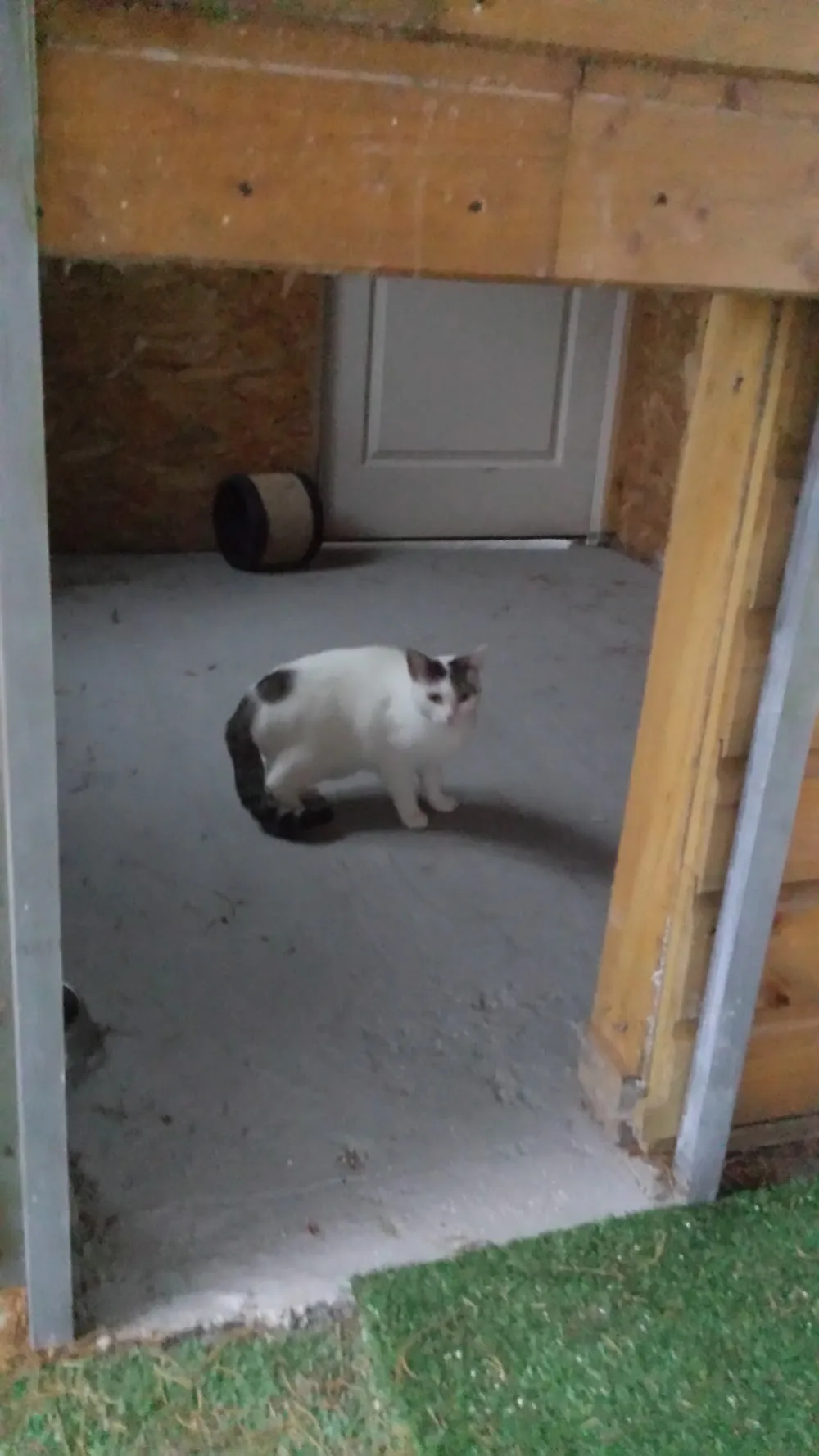 Village animalier des Pins - Gastes pet otel görseli 7