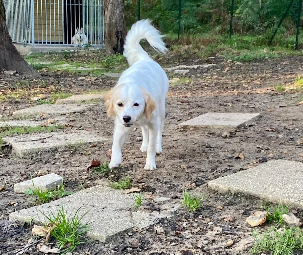 VILLAGE CANI-VACANCES - Gastes pet otel