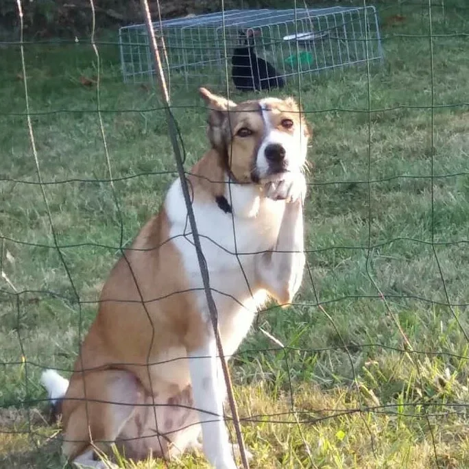 VILLAGE CANI-VACANCES - Gastes pet otel görseli 5