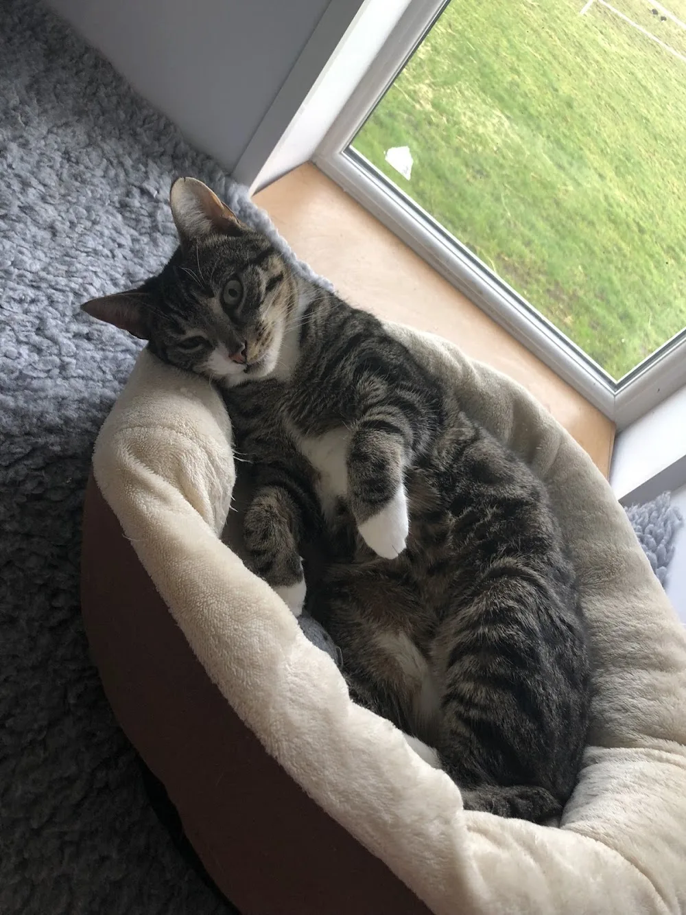 Birchtree Cattery - Gateshead pet otel görseli 3