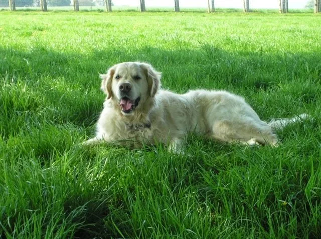 Gateshead Pet Sitters - Gateshead pet otel