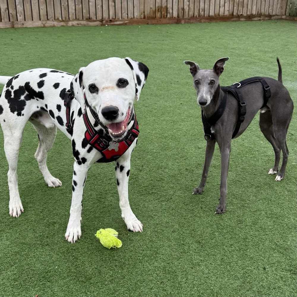 Hawthorn Boarding Kennels and Cattery - Gateshead pet otel