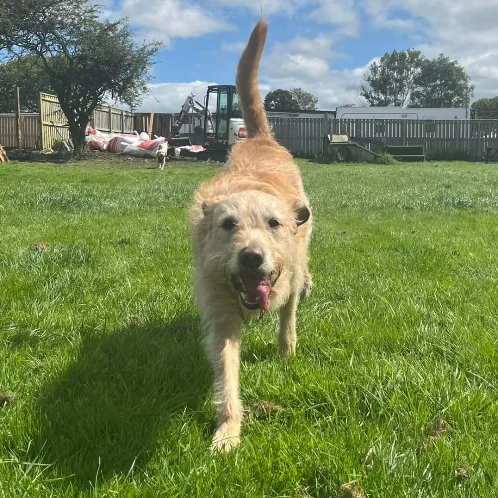 Hawthorn Boarding Kennels and Cattery - Gateshead pet otel görseli 3
