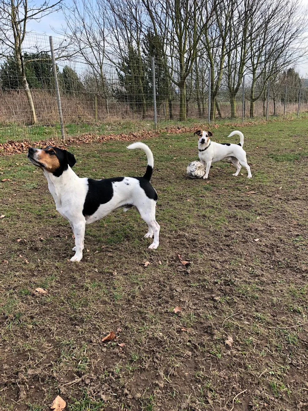 Home From Home Boarding Kennels - Gateshead pet otel