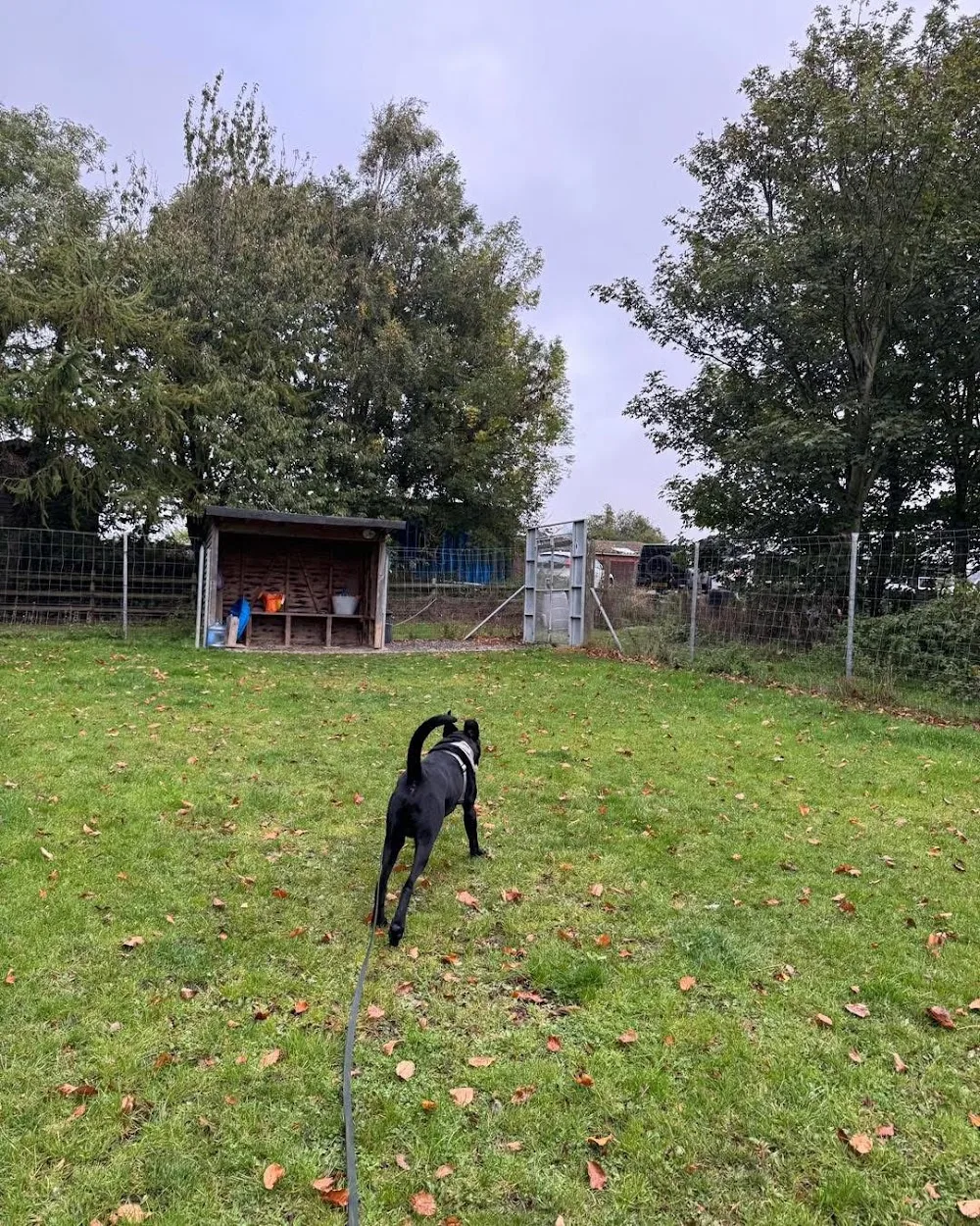 Home From Home Boarding Kennels - Gateshead pet otel görseli 3