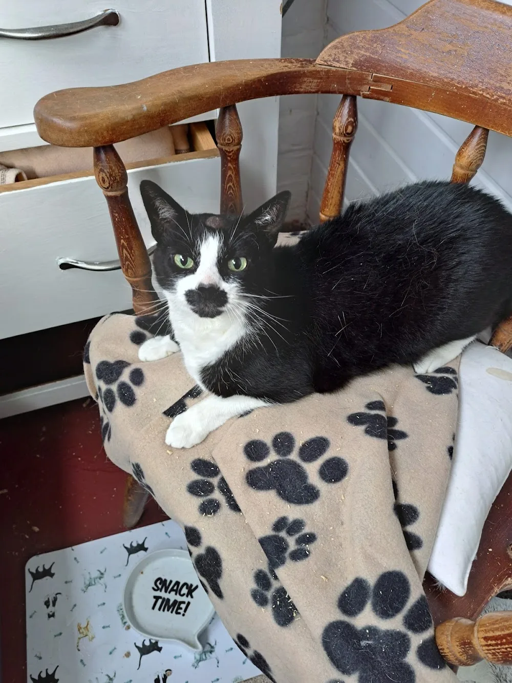 Milldene Farm Cattery - Gateshead pet otel